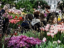 В "Аптекарском огороде" можно будет увидеть тыквы-гиганты