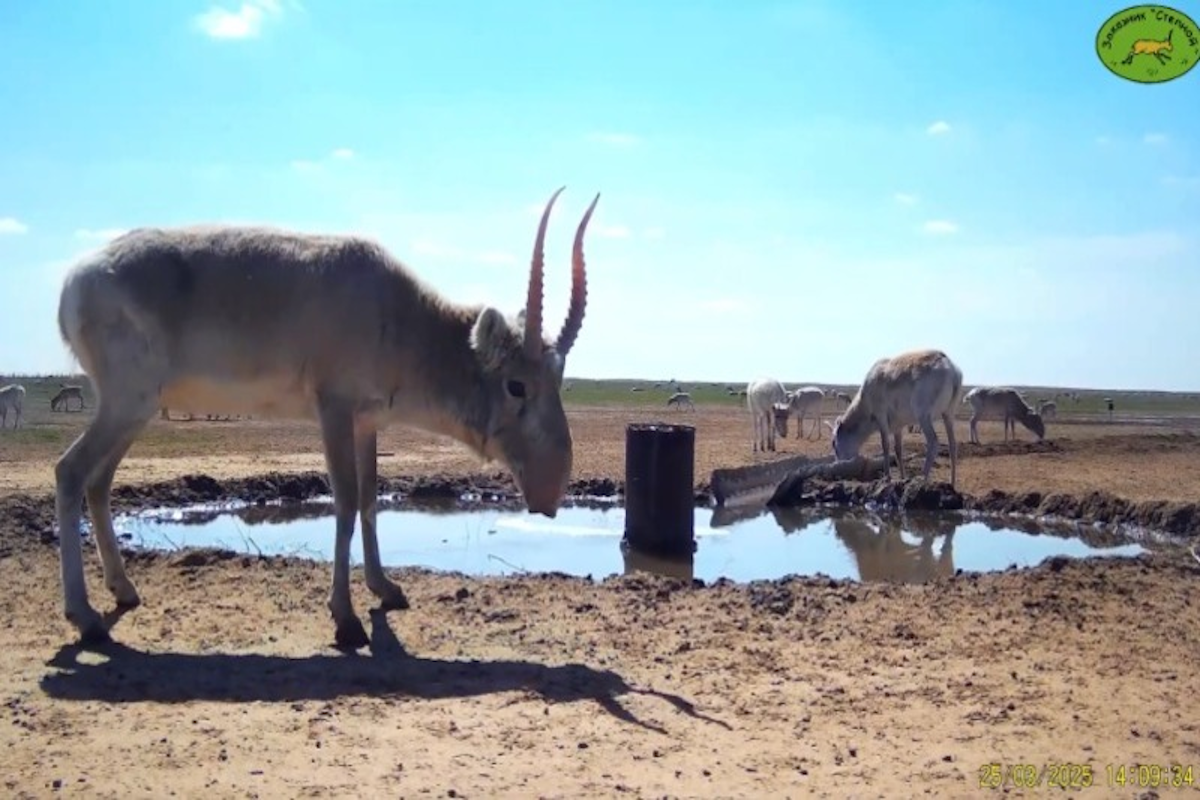 В Астраханской области неизвестные открыли охоту на редких сайгаков