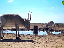 В Астраханской области неизвестные открыли охоту на редких сайгаков
