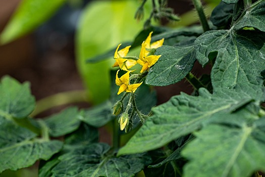 Ремонт продолжается: в центре Таганрога на проезжей части выросли помидоры