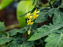 Ремонт продолжается: в центре Таганрога на проезжей части выросли помидоры