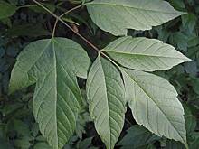 В России захотели уничтожить одно растение