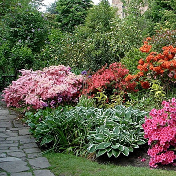 Прежде чем сажать рододендроны, сто раз подумайте! Рассказываем, как красиво вписать их в ландшафт