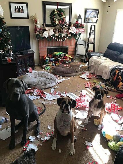У этих собак явно свое собственное представление о порядке в доме.