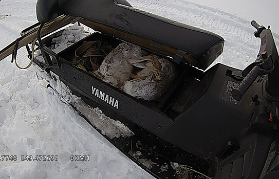 В Самарской области мужчина возил на снегоходе двух мертвых зайцев