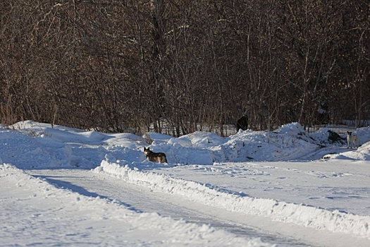 Стало известно, как Челябинск будет решать проблему бродячих собак в 2026 году