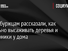 Петербуржцам рассказали, как легально высаживать деревья и кустарники у дома