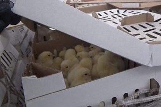 В новогоднюю ночь из Испании в Тюмень привезли 42 000 суточных цыплят