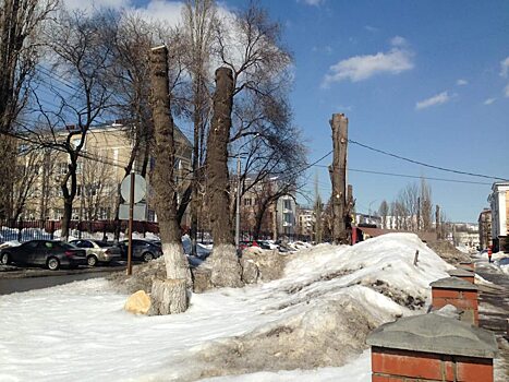 Саратов назвали городом пеньков