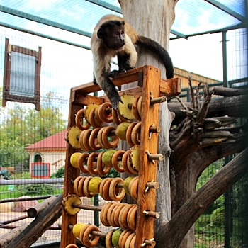 Нижегородские первоклашки смогут бесплатно посетить зоопарк «Лимпопо» 1 сентября