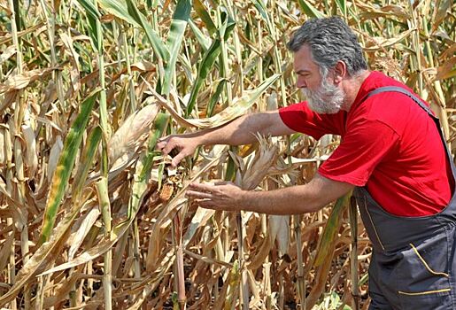 На изучение смоляного пятна кукурузы в США выделен грант в 150 тысяч долларов группе фитопатологов