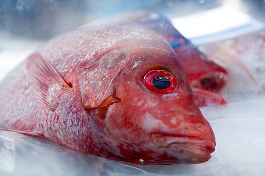 В Подмосковье пытались продать более 2 тысяч тонн незаконной рыбы