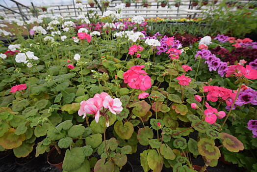 Акцию «Трудовой десант» организуют в поселении Марушкинское