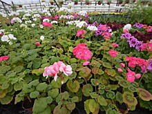 Акцию «Трудовой десант» организуют в поселении Марушкинское