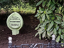 В аэропорту Сочи высадили росток магнолии космонавта Виталия Севастьянова