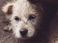 Эксперты рассказали, будет ли работать законопроект о конфискации животных