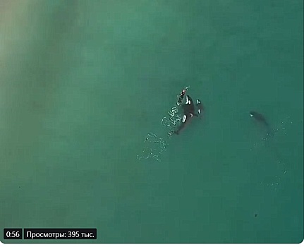 Девушка поплавала с китами‐убийцами в Новой Зеландии