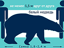 Россиянам показали правила социальной дистанции на примере песцов и медведей