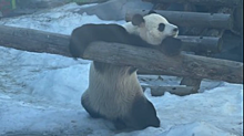Московский зоопарк показал отдыхающего Жуи в своем вольере