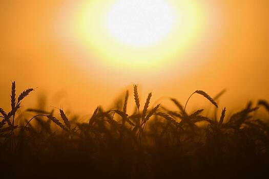 Опасность теплой бесснежной зимы для урожая оценили