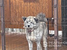 После нападения собак на ребенка в Васильево районы объявили тендеры на их отлов