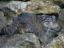 Забайкальский манул вернется в Московский зоопарк
