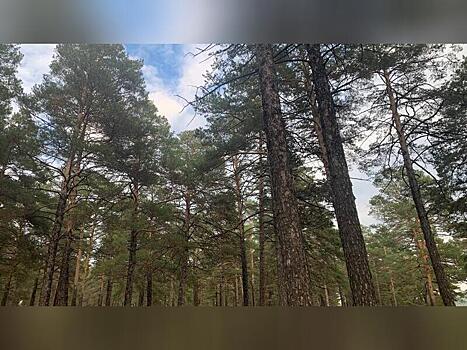 С лесопользователя в Забайкалье взыскали 1,7 млн задолженности по аренде