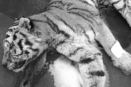 Полиция Приморья проверит убийство амурского тигра