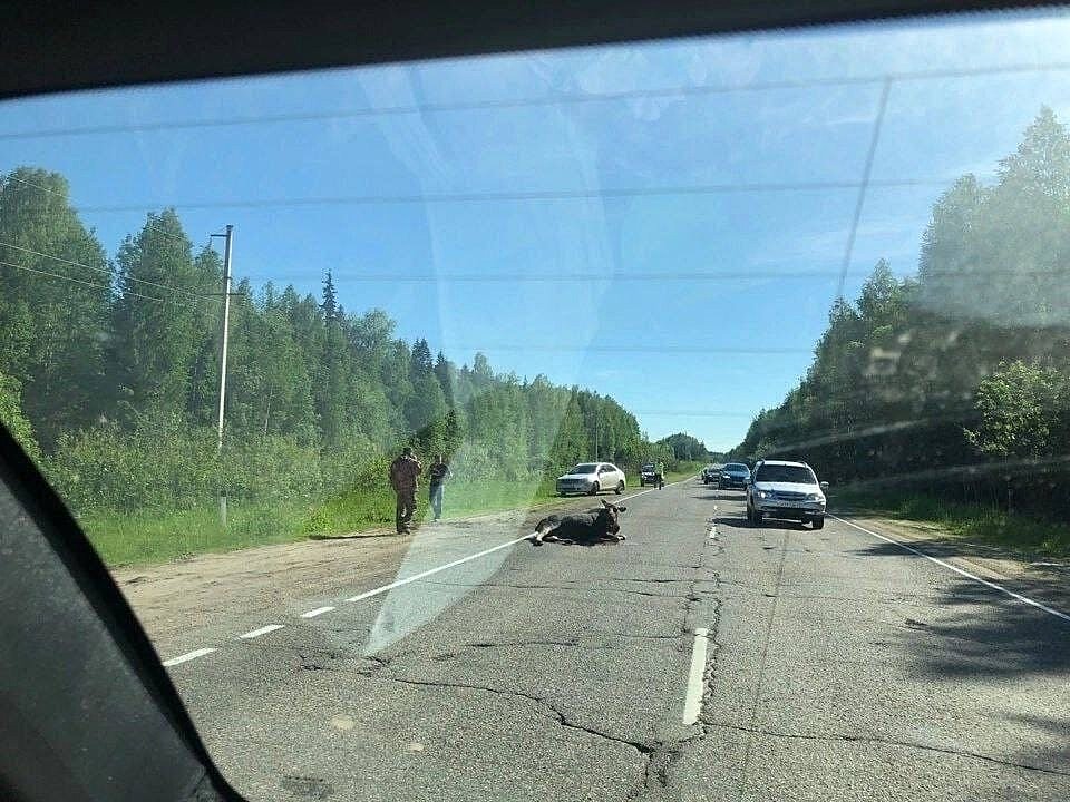Акция «Осторожно, дикие животные выходят на дорогу» прошла в Нижнем Новгороде