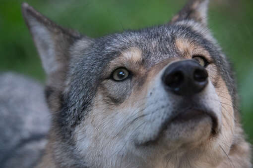 Зоологи выяснили, что волки привязываются к людям не хуже собак