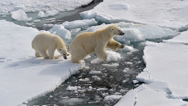 В Госдуме предлагают создать госкорпорацию «Арктика»