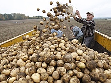 Минсельхоз: Валовой сбор раннего картофеля в РФ на треть выше прошлогоднего