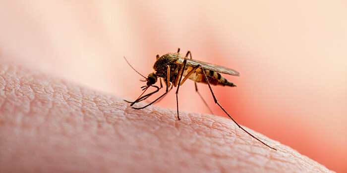 Кровососущие насекомые атаковали регионы России: комары, мошкара и мухи держат в страхе целые поселки