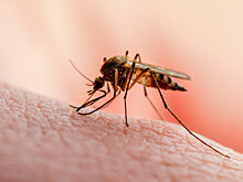 Кровососущие насекомые атаковали регионы России: комары, мошкара и мухи держат в страхе целые поселки