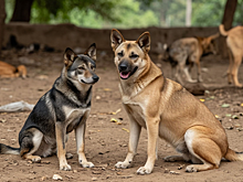 Под Смоленском бродячие псы загрызли косулю