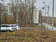 В Заре высадили каштаны, клены, рябины и сирень
