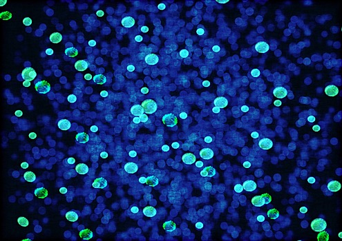 Биофизики сымитировали внутреннюю среду клетки светящихся бактерий