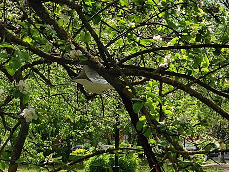 В Твери в Парке Победы на деревьях развесили ловушки