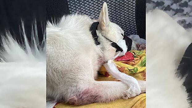 Объявлено вознаграждение за помощь в поимке неизвестных, зверски убивших собаку в Ханымее