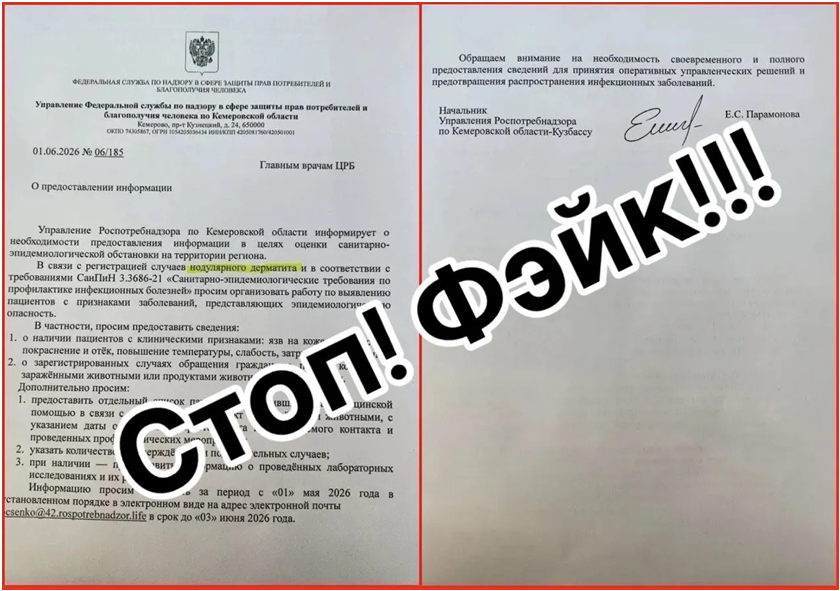 В Кузбассе убийственную болезнь коров приписали людям – что происходит
