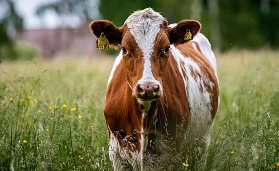 В Татарстане сокращается поголовье крупного рогатого скота
