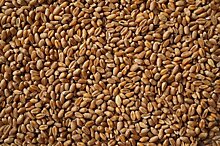 Больше 140 зерновозов с пшеницей не выпустили из Курской области