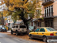 Калужанин отсудил 261 тысячу за поврежденный тополем автомобиль