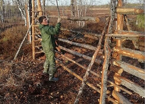 Изгородное оленеводство тестируют на Ямале