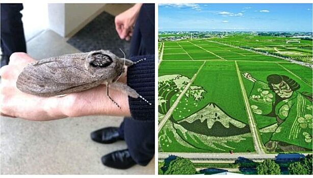 Да, ЭТО реально существует! 22 фото удивительных явлений и вещей