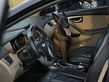 Как перевозить собаку в машине комфортно и безопасно? Советы кинолога