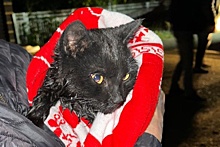 В Башкирии пожарные спасли и реанимировали кота