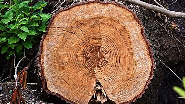 "Распил костей": ученые нашли оригинальное решение для анатомии деревьев