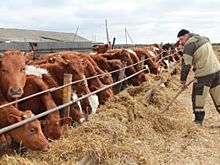 Развитием сельских территорий Омской области займётся новое управление