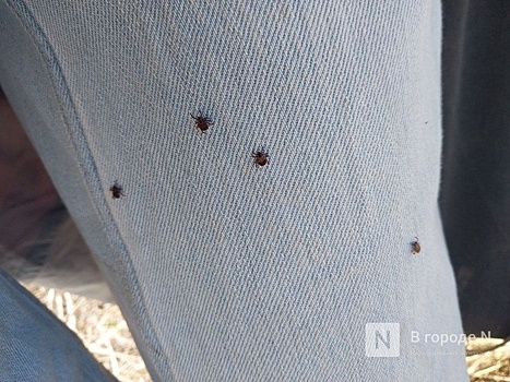 Стало известно, где чаще всего нападают клещи в Нижегородской области